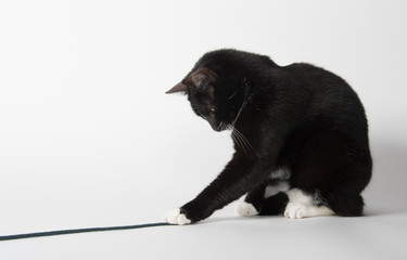 Black and white cat playing with string