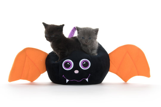 Cute kittens and Halloween bat