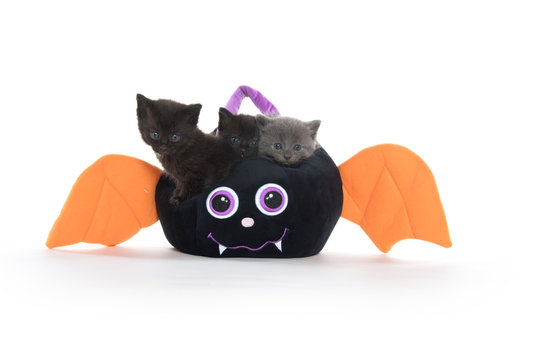 Cute kittens and Halloween bat