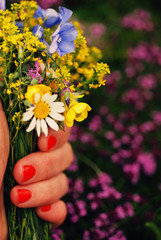 Closeup of a woman hand with red nail polish holding a bouquet of wild flowers in a field