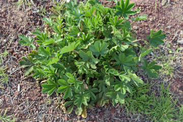 Plant