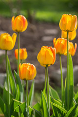 Obraz premium Blossoming yellow tulips. Springtime