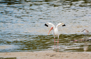 A White Ibis (Eudocimus albus) at the Lemon Bay Aquatic Reserve in Cedar Point Environmental Park Florida