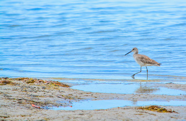 A bird at low tide at theCedar Point Environmental Park in Sarasota County Florida