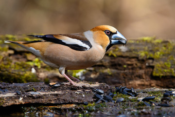 In Grosbeak sitting on a tree with green needles