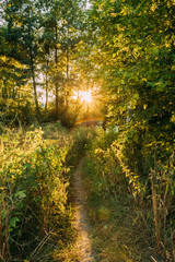 Summer Landscape With Forest Path Going Ahead To Sunset Sunrise 