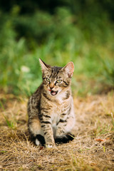 Cute Tabby Gray Cat Kitten Pussycat Play In Grass Outdoor At Summer