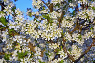 Cherry flower