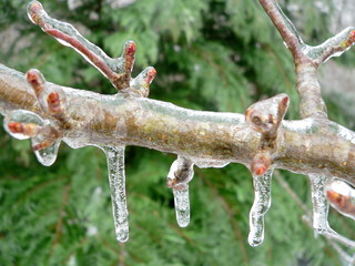Winter in South Carolina: Zweig nach Eisregen © Susanne