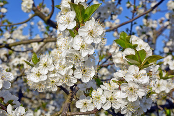  Plums flower