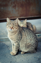 2 identical grey cat looking at the camera, one of the animals in focus. Shooting on the street