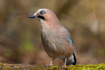 Jay sits in the tree with grass and a green background