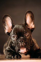 Young Black French Bulldog Dog Puppy With White Spot Yawning Indoor