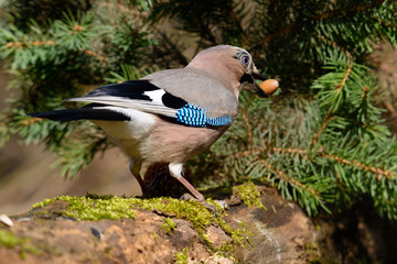 Jay sits in the tree with grass and a green background