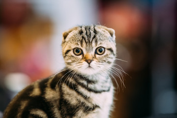 Small Cute Gray Scottish Fold Cat Kitten Indoor