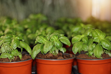 Fototapeta premium Fresh basil herbs in pot from organic farm