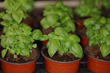 Fresh basil herbs in pot from organic farm