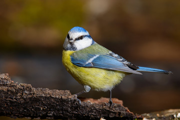 Blue tit sitting on a tree