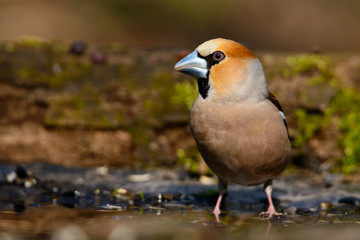 In Grosbeak sitting on a tree with green needles