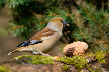 In the female Grosbeak sitting on a tree with green needles