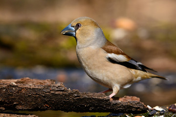 In the female Grosbeak sitting on a tree with green needles