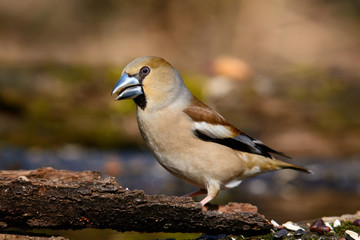 In the female Grosbeak sitting on a tree with green needles