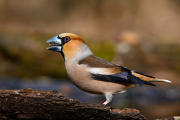 In Grosbeak sitting on a tree with green needles