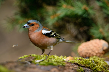 In the Finch sitting on a tree with green needles