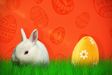 Composite image of rabbit against white background