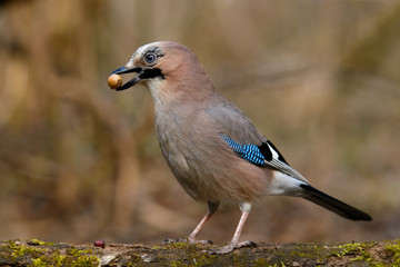 Jay sits in the tree with grass with an acorn in its beak and a green background