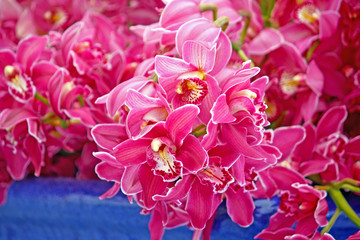 Orchid flowers