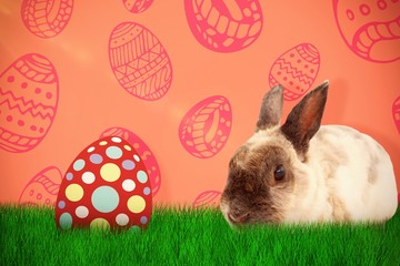 Composite image of portrait of brown rabbit sitting