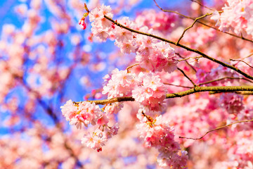 Sakura flowers blooming. Beautiful pink cherry blossom