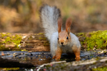 The squirrel comes down the tree trunk in the forest