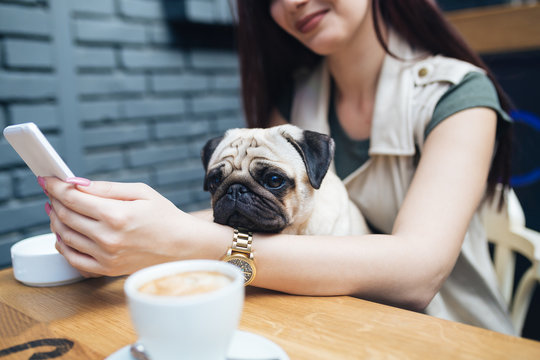Adorable pug dog sitting in his owner's lap in cafe bar. Selective focus on dog.