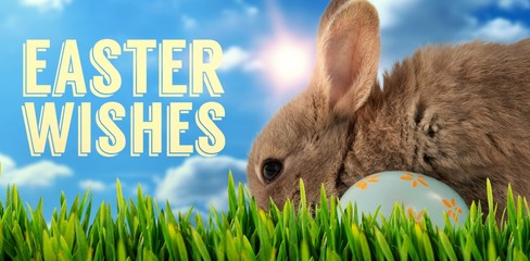 Composite image of bunny with floral pattern easter egg