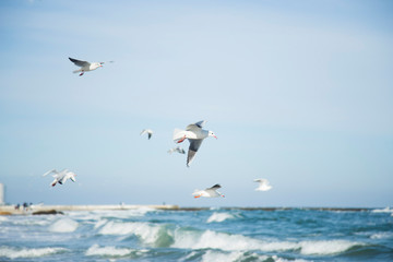 Fototapeta na wymiar Flock of flying seagulls in blue sky under sea waves