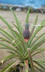 Pineapple Plant. Pineapple plants are easy to grow and will thrive in pots. This plant was seen in a village in Raja Ampat, West Papua, Indonesia.