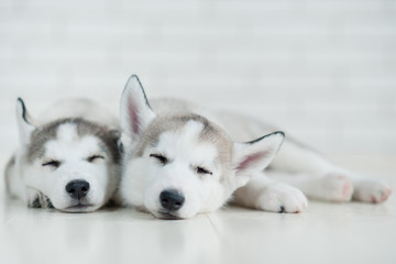 Husky puppies sleeping