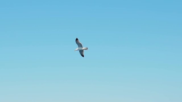 Slow motion of seagulls flying above the Mediterranean sea, HD