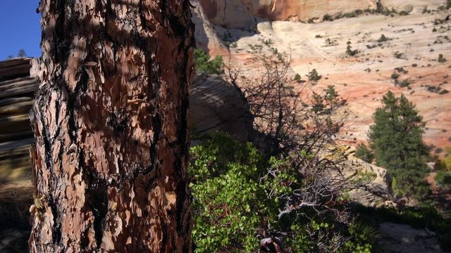 Panning down a tree in the desert of Zion National Park