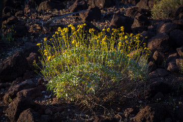 Organ Pipe Cactus National Monument Arizona