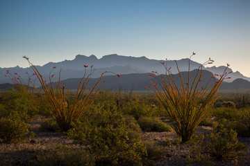 Organ Pipe Cactus National Monument Arizona