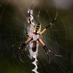Spider in web feeding