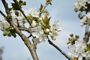 Blühender Kirschblütenzweig vor blauem Himmel