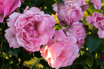 Pink Flowers Along My Bike Ride