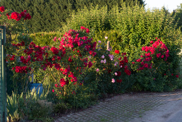 Rose Bush On Fence 