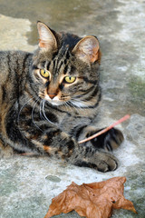 A macro shot of a young tabby cat's face.