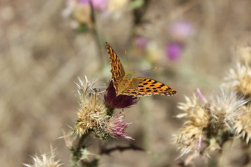 Mariposa