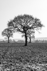 Trees in a field